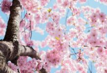 봄철 우울증, ‘춘곤증’과 다른 점은? 극복 방법 공개