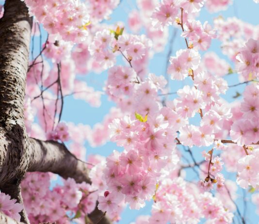 봄철 우울증, ‘춘곤증’과 다른 점은? 극복 방법 공개